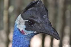 Casuarius bennetti
