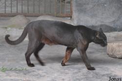 Lao Zoo