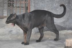 Lao Zoo