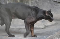 Lao Zoo