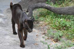 Lao Zoo