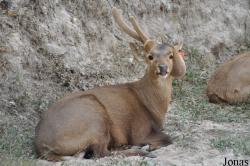 Lao Zoo