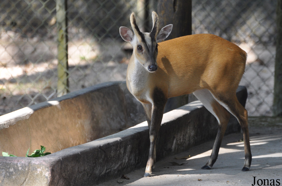 Lao Zoo