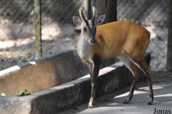 Lao Zoo