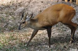 Lao Zoo