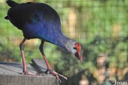 Lao Zoo