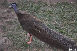 Lao Zoo
