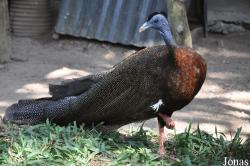 Lao Zoo