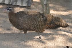 Lao Zoo