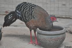 Lao Zoo