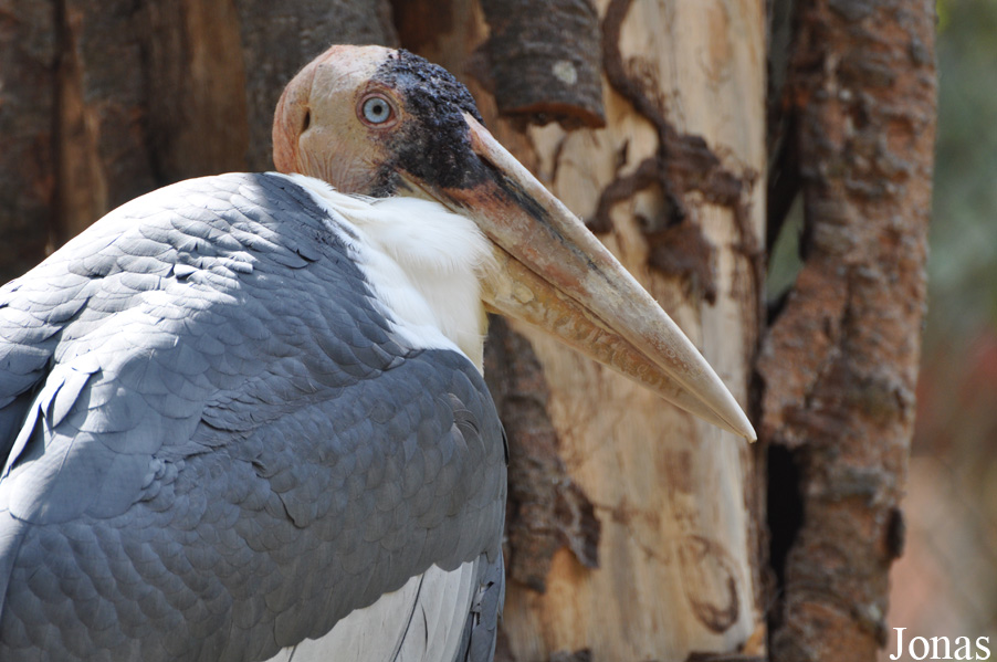 Lao Zoo
