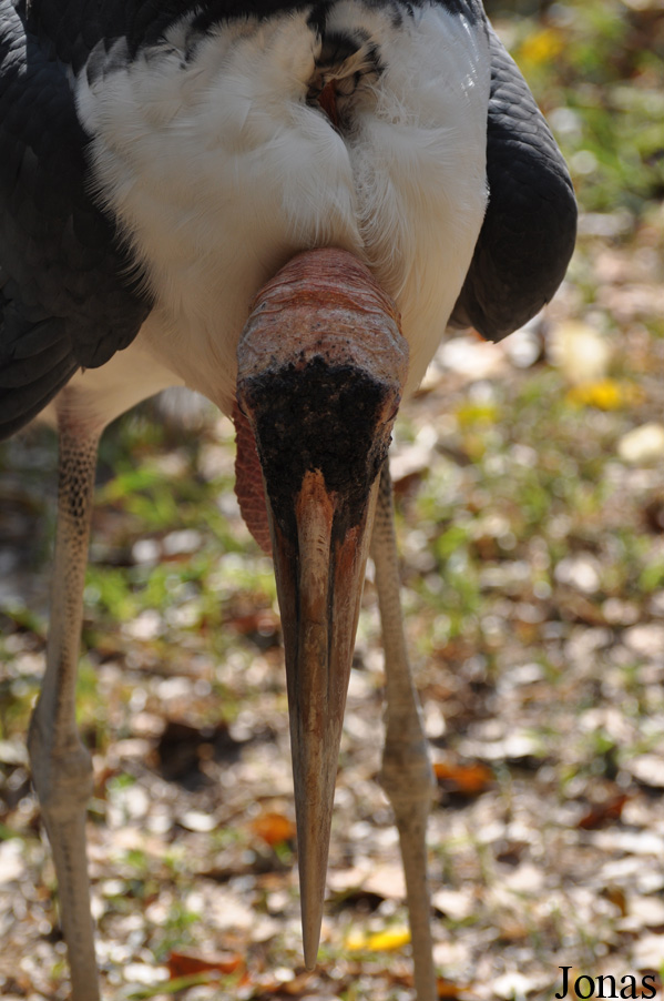 Lao Zoo
