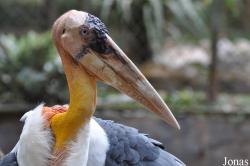 Lao Zoo
