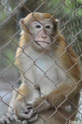 Lao Zoo