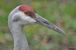 Antigone canadensis