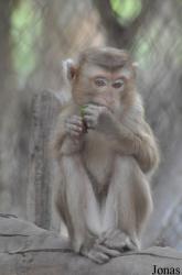 Lao Zoo