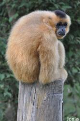 Lao Zoo