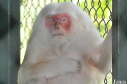 Lao Zoo