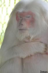 Lao Zoo