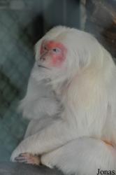Lao Zoo