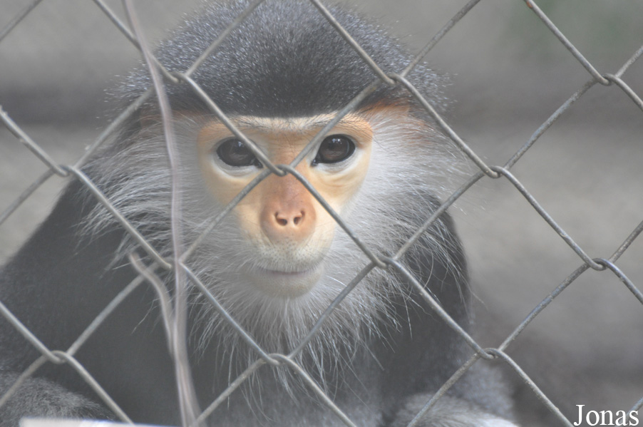 Lao Zoo