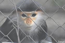 Lao Zoo