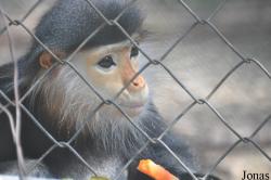 Lao Zoo