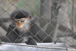 Lao Zoo