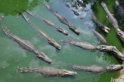 Lao Zoo