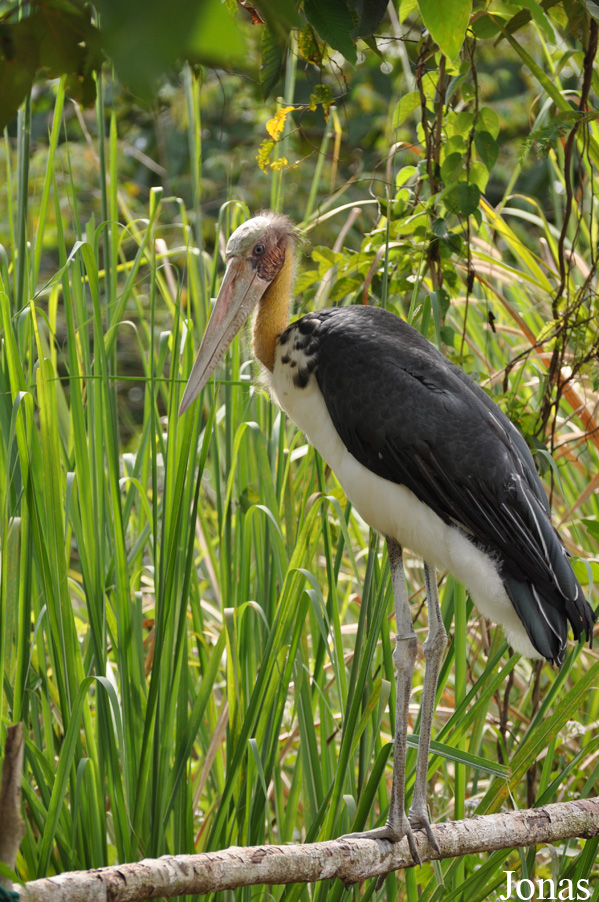 Angkor Centre for Conservation of Biodiversity (ACCB)