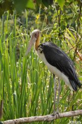 Angkor Centre for Conservation of Biodiversity (ACCB)