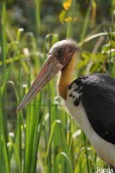 Angkor Centre for Conservation of Biodiversity (ACCB)