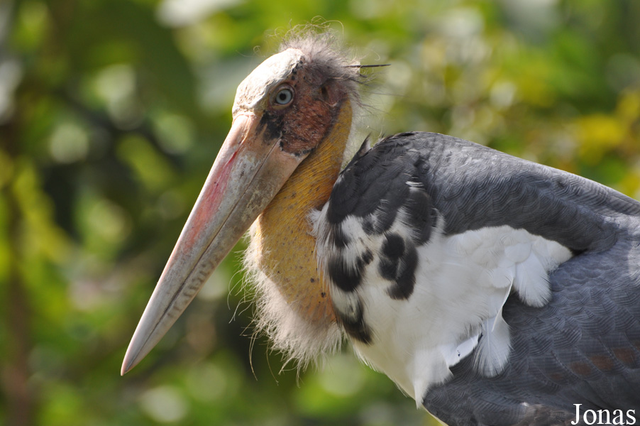 Angkor Centre for Conservation of Biodiversity (ACCB)