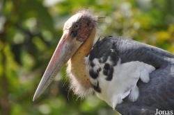 Angkor Centre for Conservation of Biodiversity (ACCB)