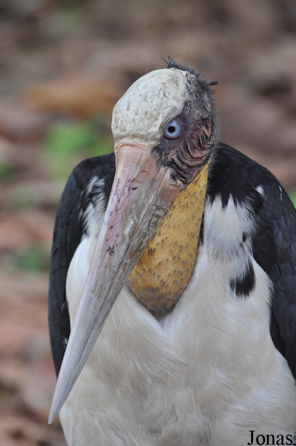 Angkor Centre for Conservation of Biodiversity (ACCB)