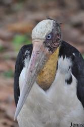 Angkor Centre for Conservation of Biodiversity (ACCB)