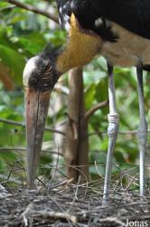 Angkor Centre for Conservation of Biodiversity (ACCB)