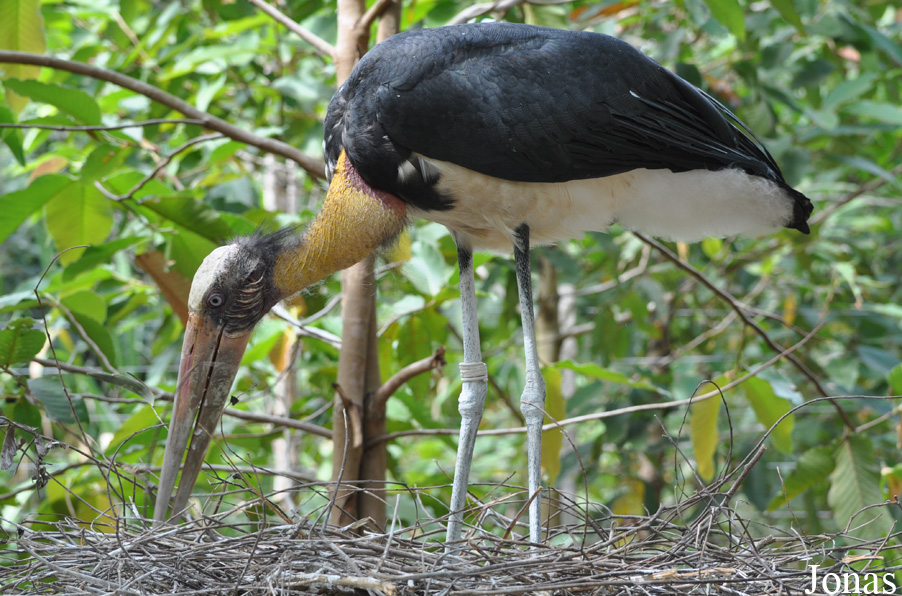 Angkor Centre for Conservation of Biodiversity (ACCB)