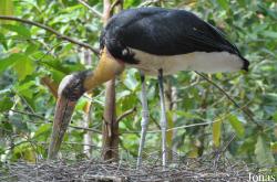 Angkor Centre for Conservation of Biodiversity (ACCB)
