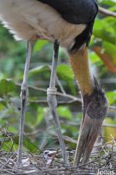 Angkor Centre for Conservation of Biodiversity (ACCB)