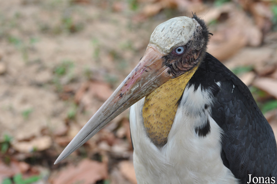 Angkor Centre for Conservation of Biodiversity (ACCB)