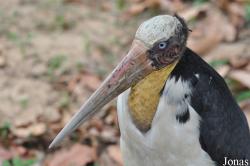Angkor Centre for Conservation of Biodiversity (ACCB)