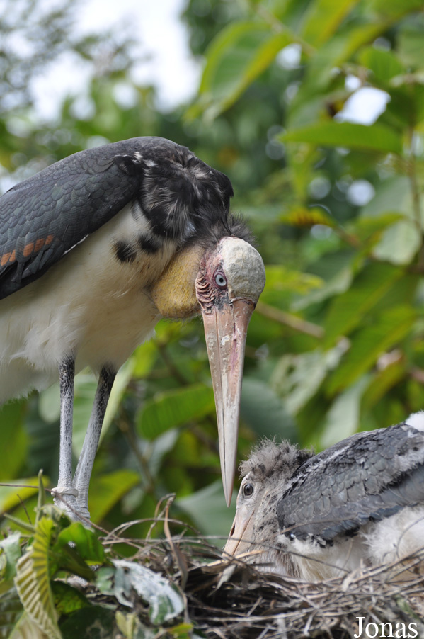 Angkor Centre for Conservation of Biodiversity (ACCB)