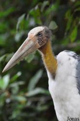 Angkor Centre for Conservation of Biodiversity (ACCB)