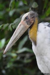 Angkor Centre for Conservation of Biodiversity (ACCB)