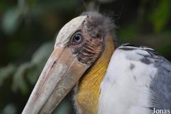 Angkor Centre for Conservation of Biodiversity (ACCB)