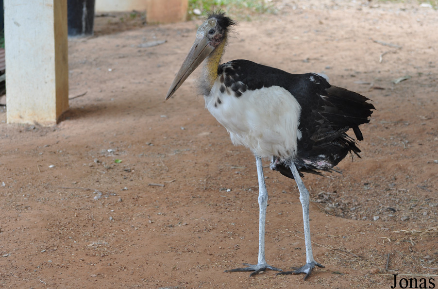 Angkor Centre for Conservation of Biodiversity (ACCB)