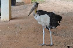 Angkor Centre for Conservation of Biodiversity (ACCB)
