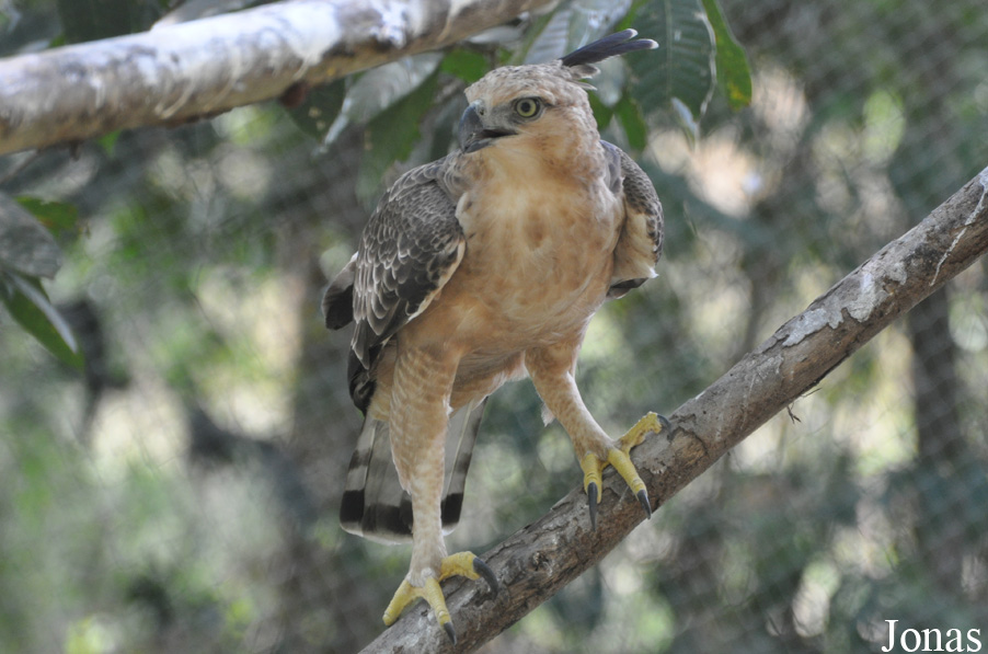 Angkor Centre for Conservation of Biodiversity (ACCB)