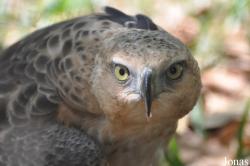 Angkor Centre for Conservation of Biodiversity (ACCB)